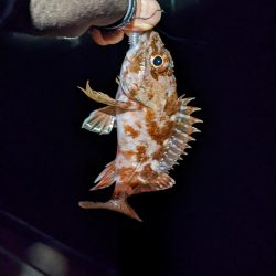 アジ時々ガシラ