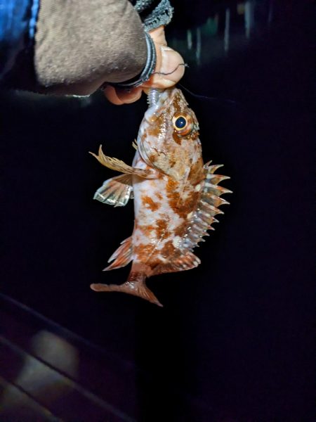 アジ時々ガシラ