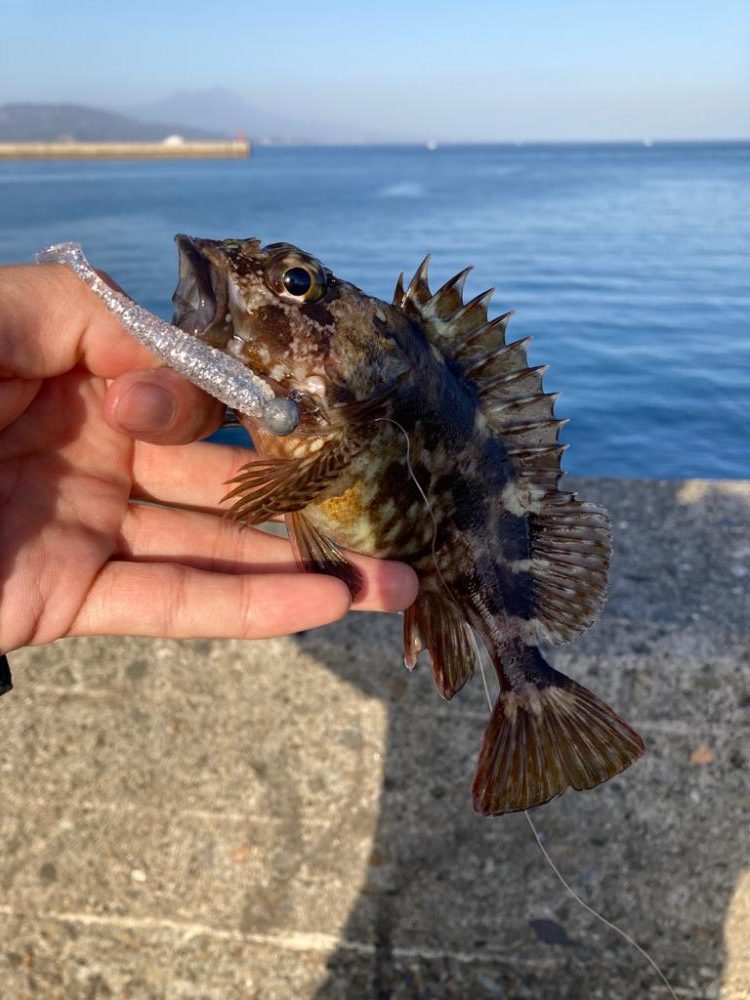 セイゴを求めて