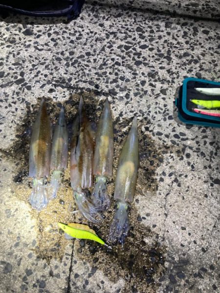 ヤリイカ今シーズン1回目