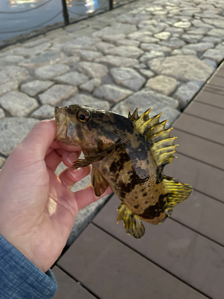 冬はライトゲームがアツい！