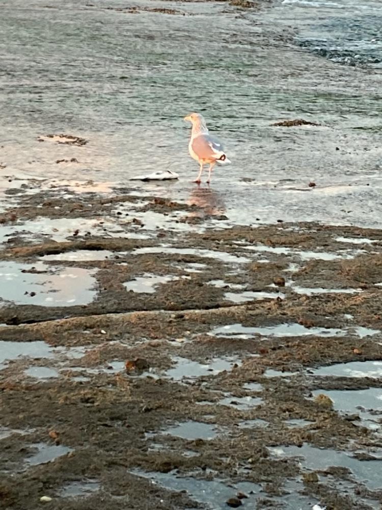 ふかせ事始めはグレ良型でスタート
