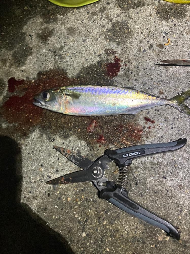 最後にバタバタっと