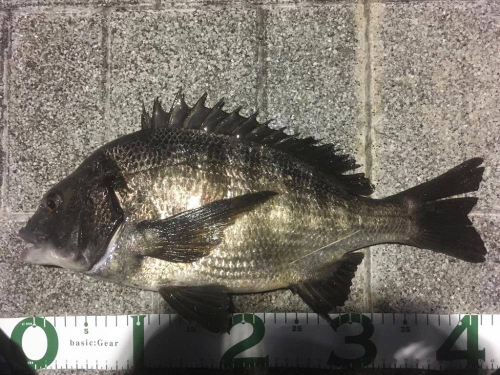 ヘチ釣りのちルアー