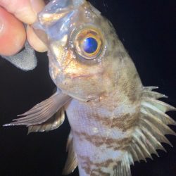 2023ライトゲーム第3戦