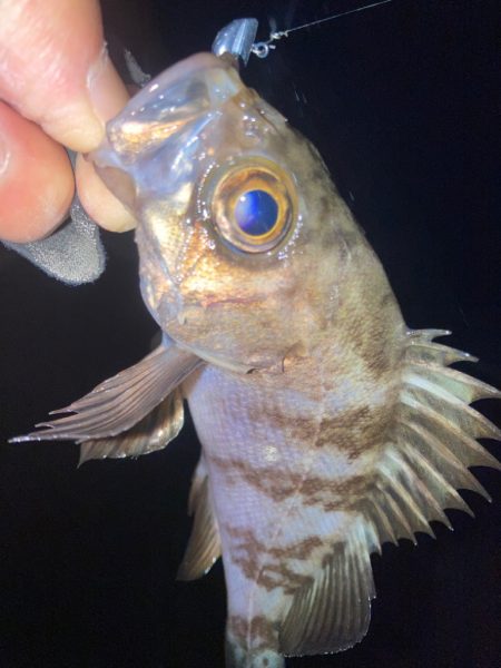 2023ライトゲーム第3戦