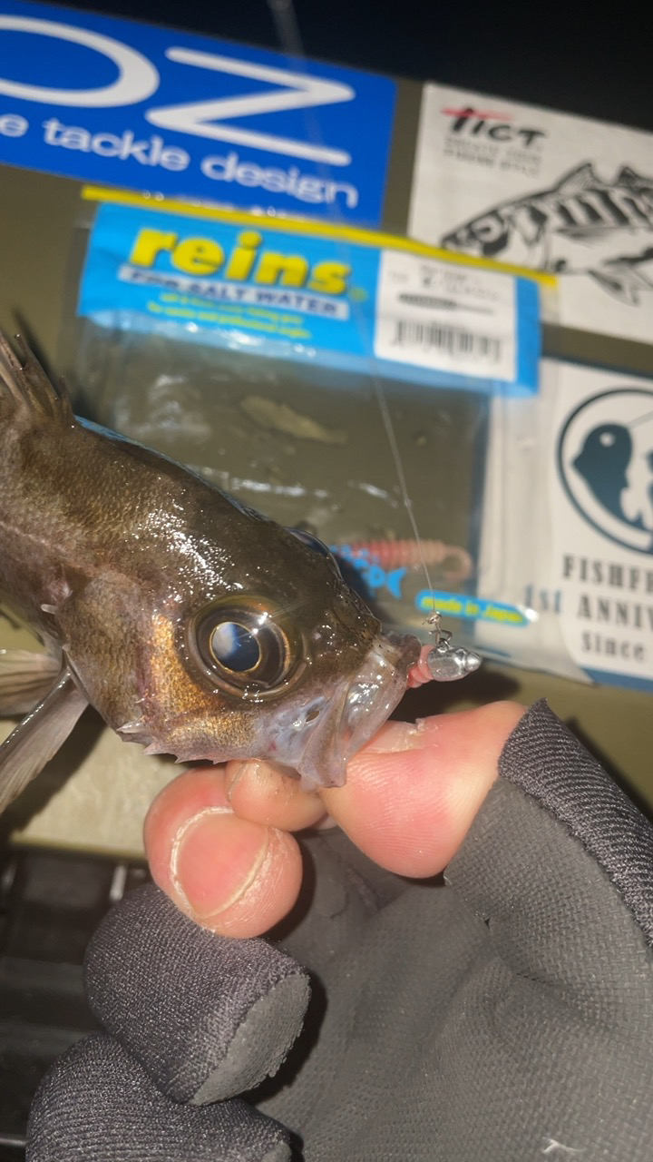 大寒波メバリング