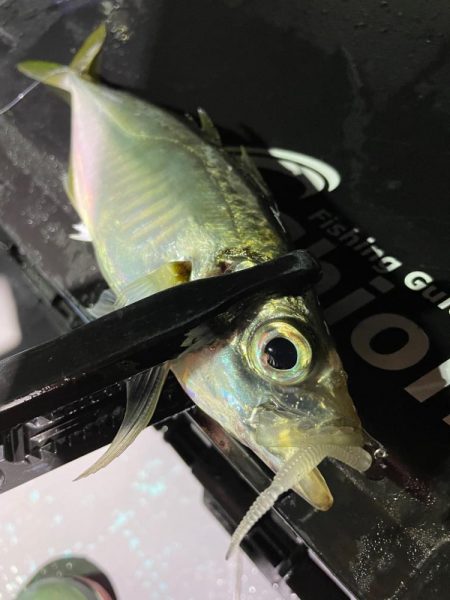 新年初ボートアジング