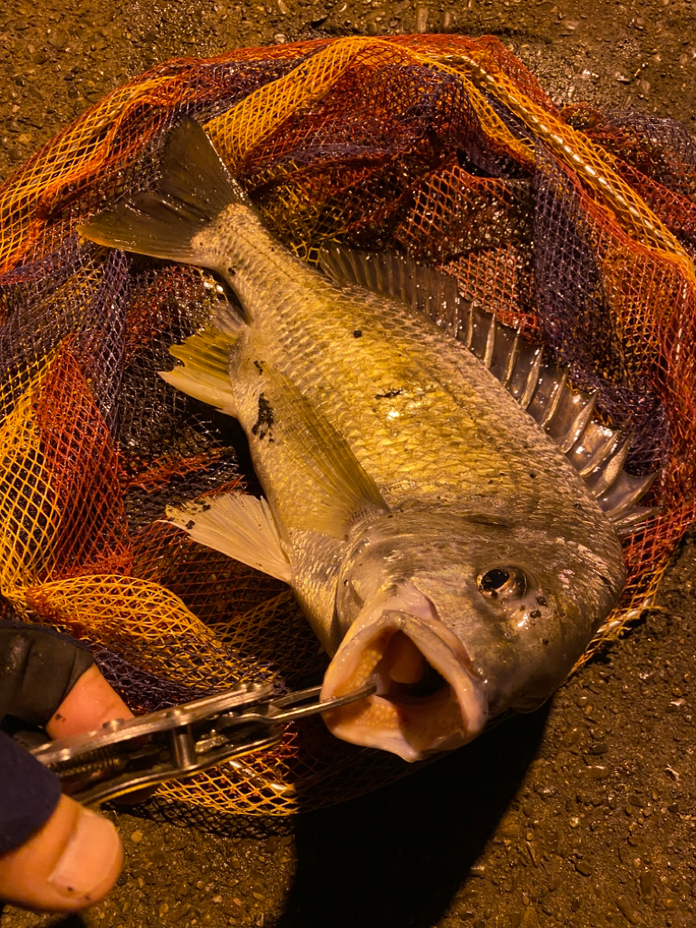 ヘチってきました