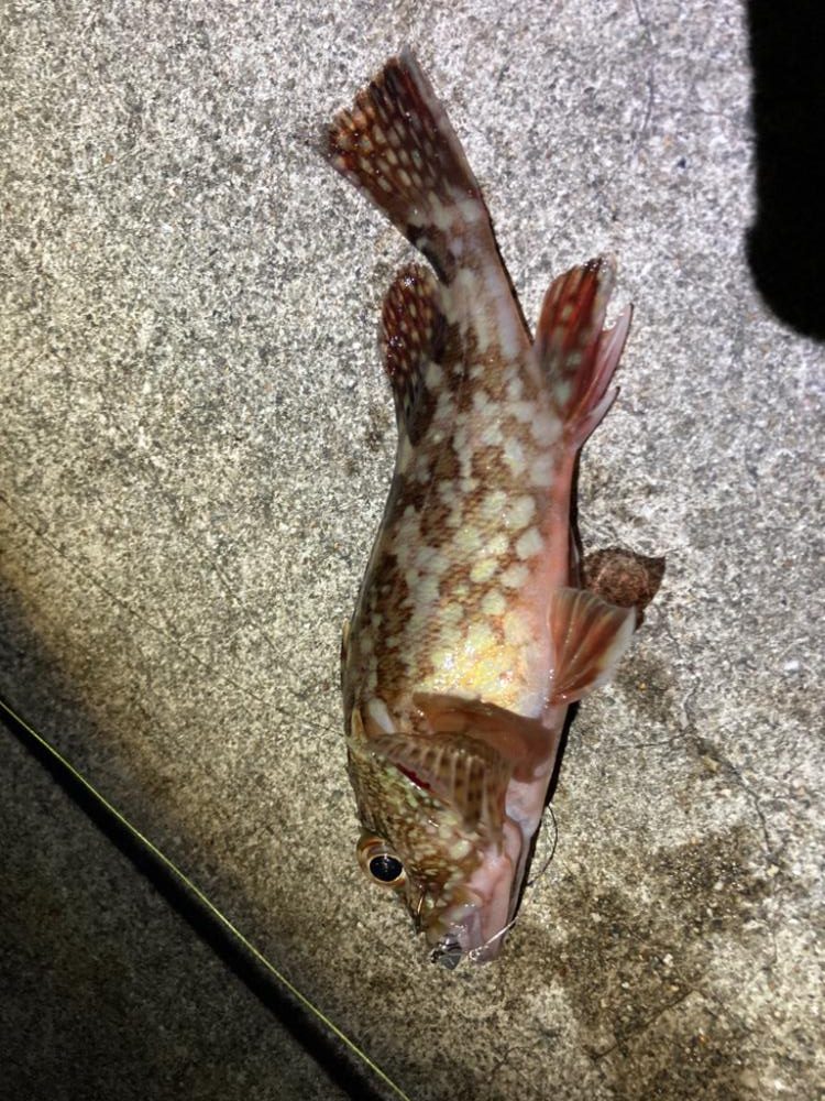 ガシラ釣ったよ