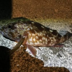 冬はガッシーと遊ぼう！