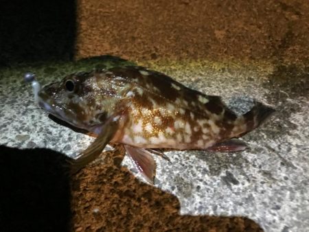 冬はガッシーと遊ぼう！