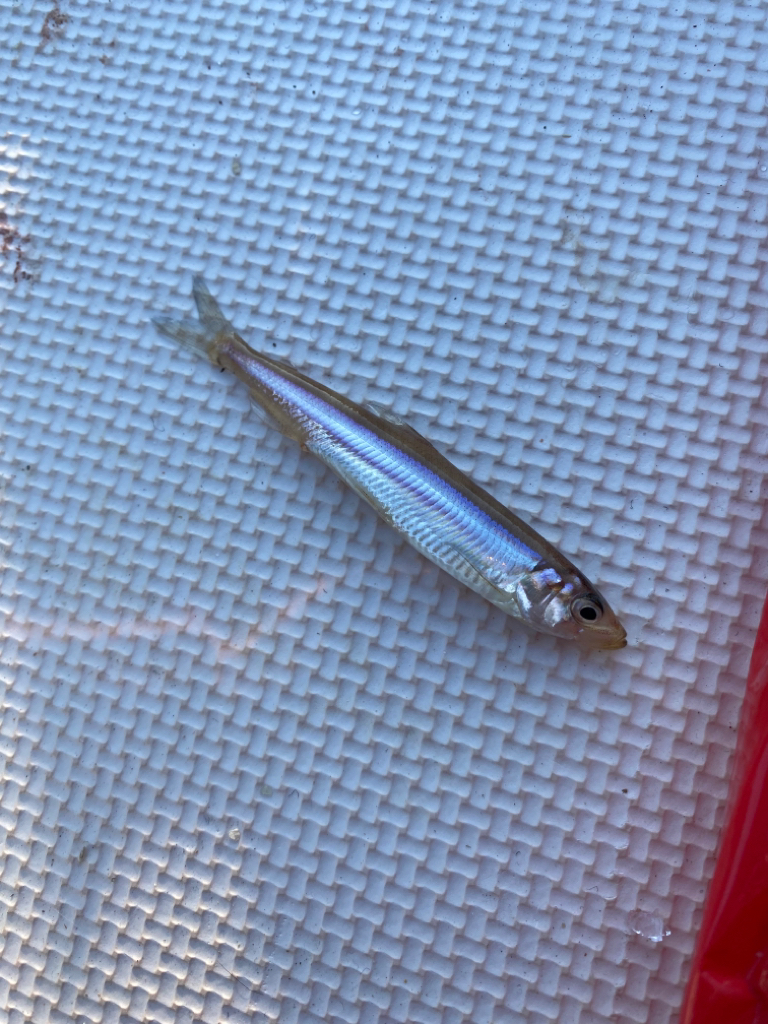 ワカサギ&シナノユキマス釣り