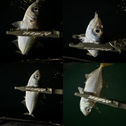 休日の釣り三昧