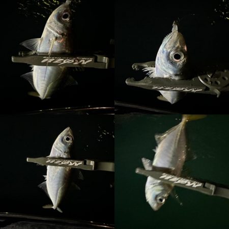 休日の釣り三昧