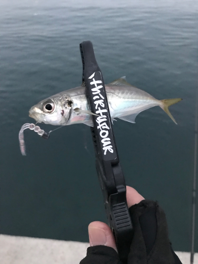 山陰西部アジング