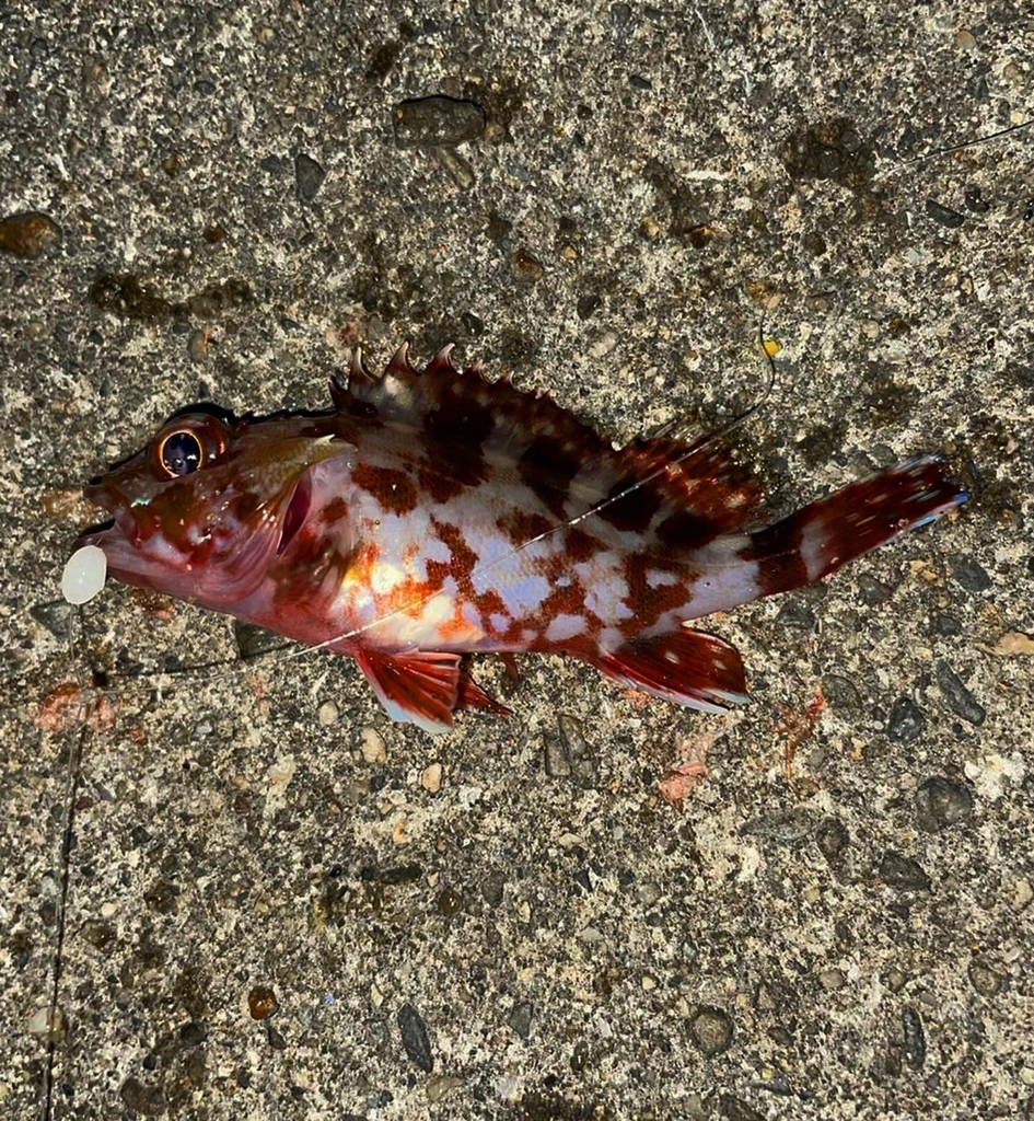 釣り初めご種目達成