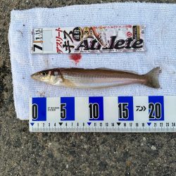 初釣り、淡路島　志筑、津名港