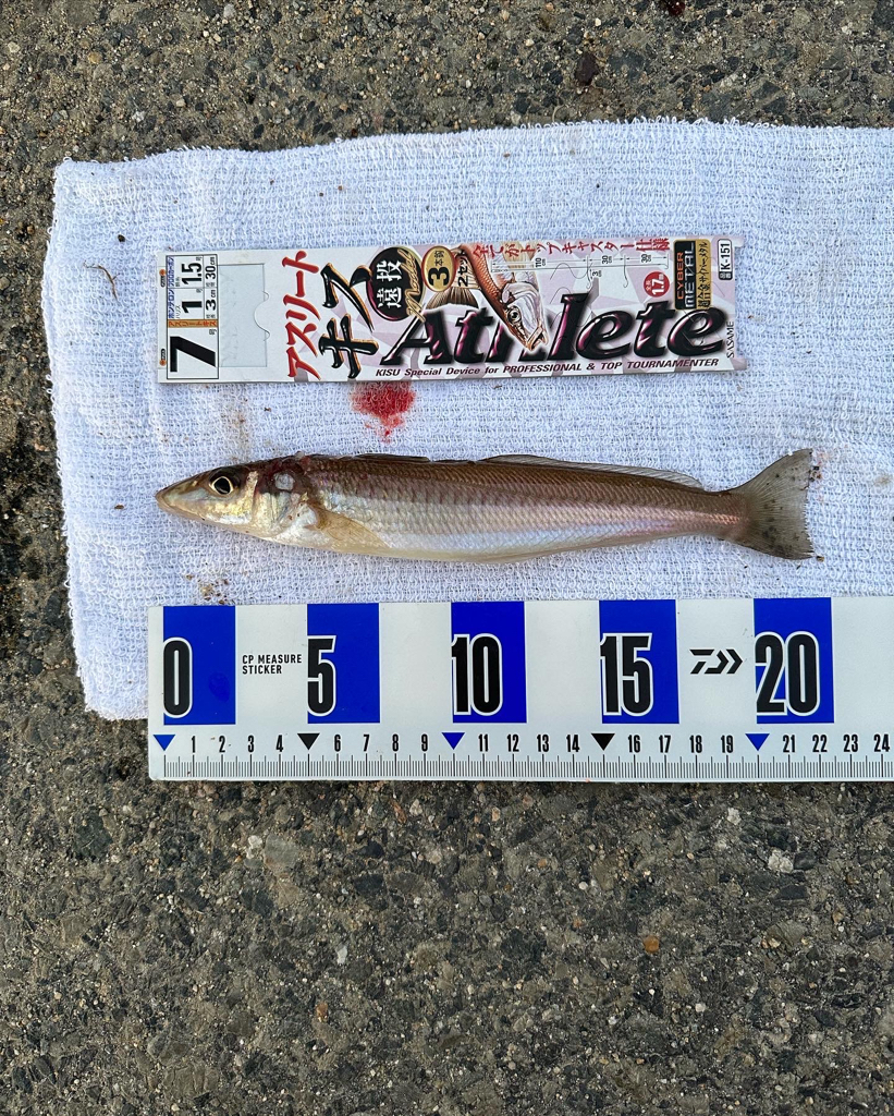 初釣り、淡路島 志筑、津名港