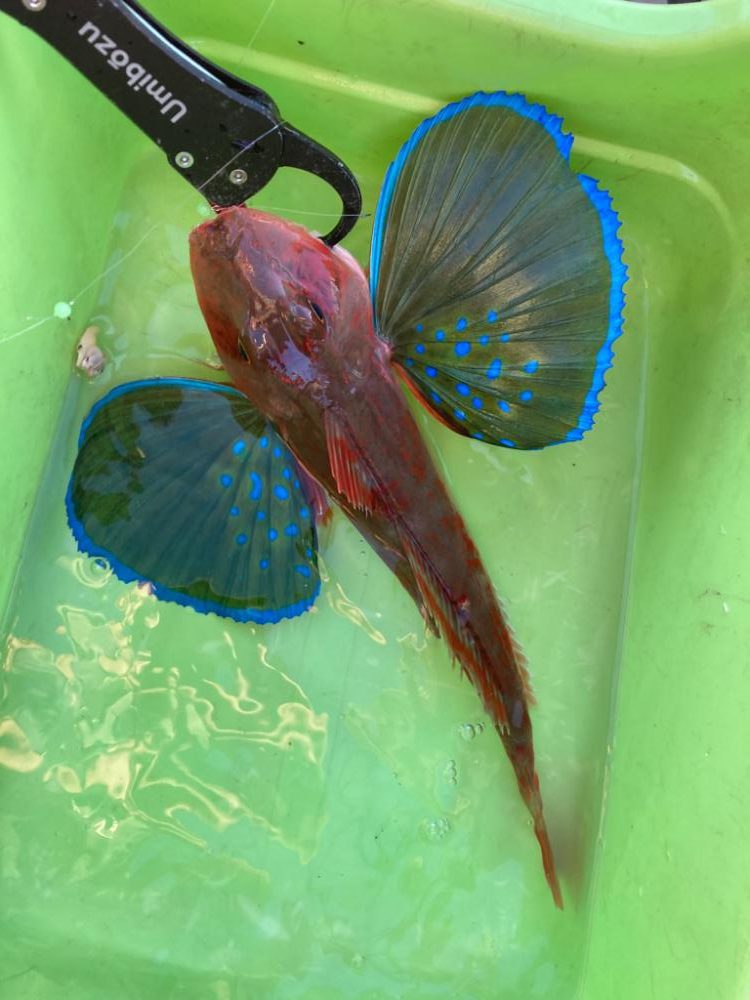 初釣りはカワハギ！