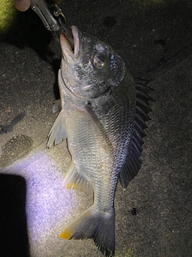 ヘチってきました