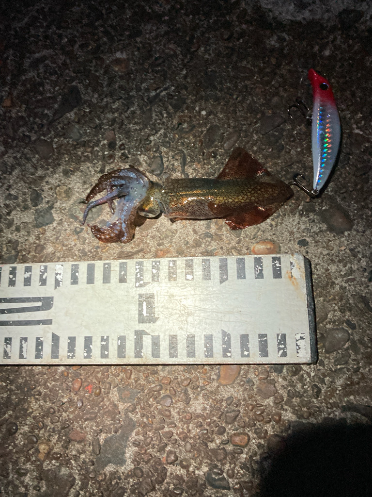 猫に喰われたイカ