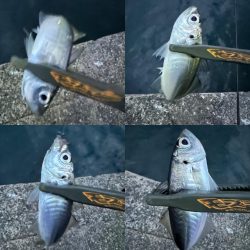 ボトムベッタリの豆アジ