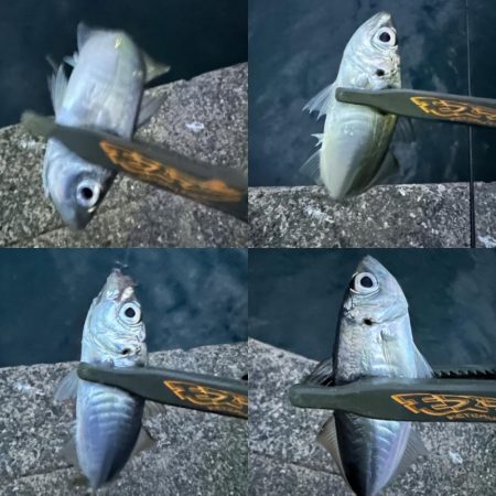 ボトムベッタリの豆アジ