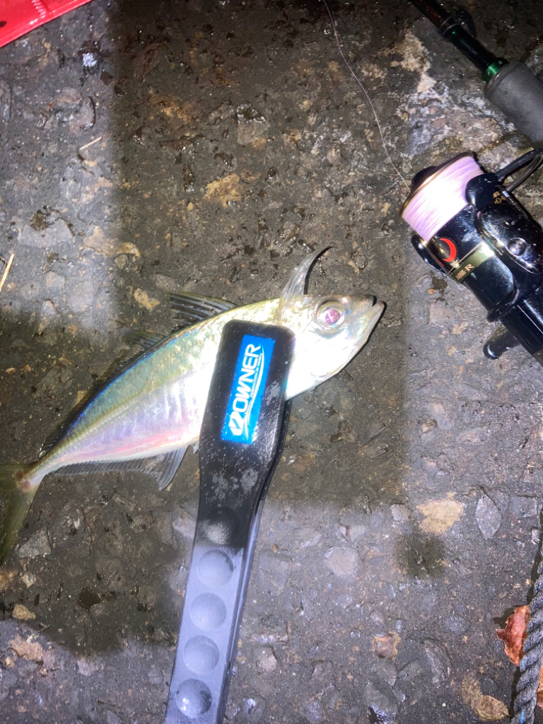 初釣り メバルとアジと