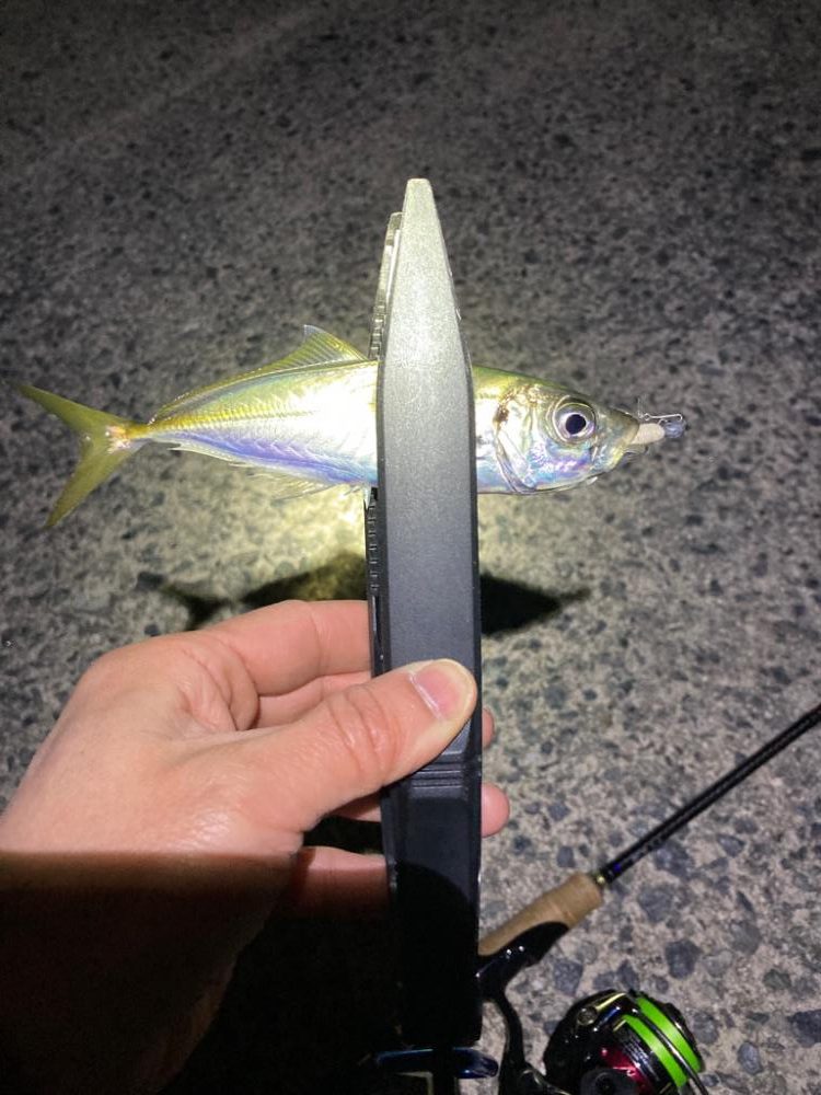 まだ釣れる！アジング