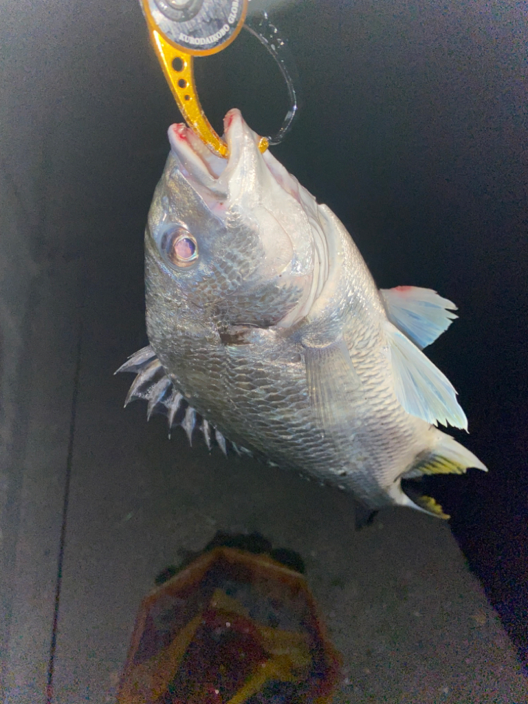 ヘチってきました