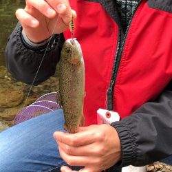 マス、アマゴ元気です！