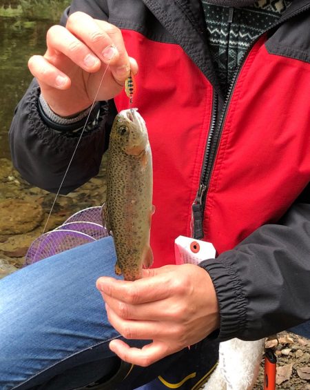 マス、アマゴ元気です！