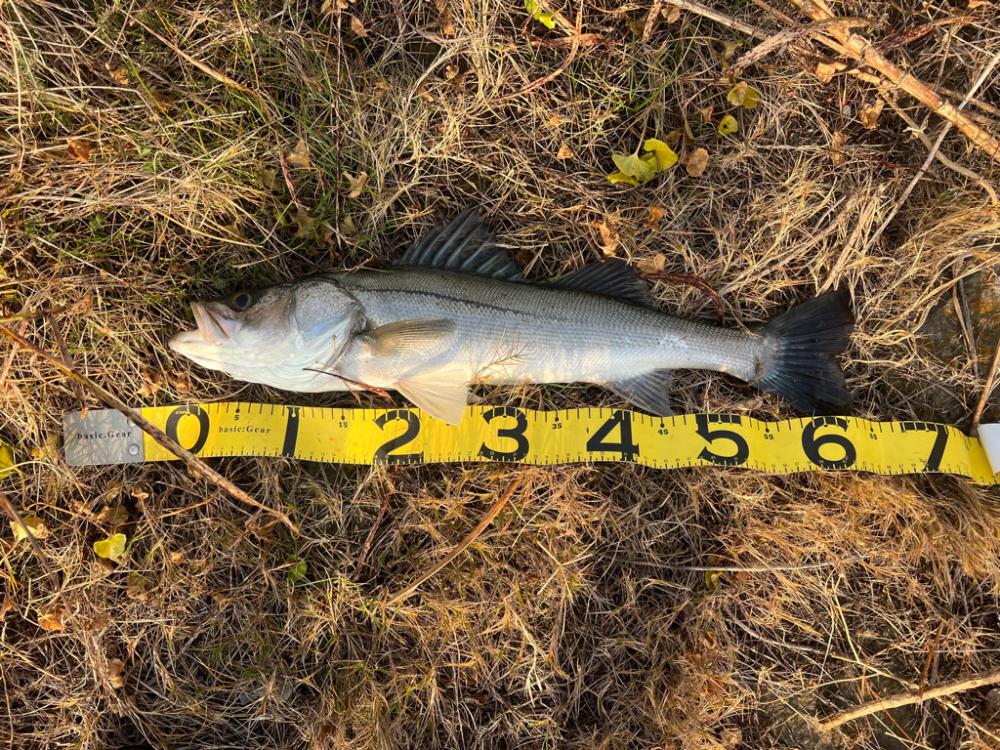 またブリきた。