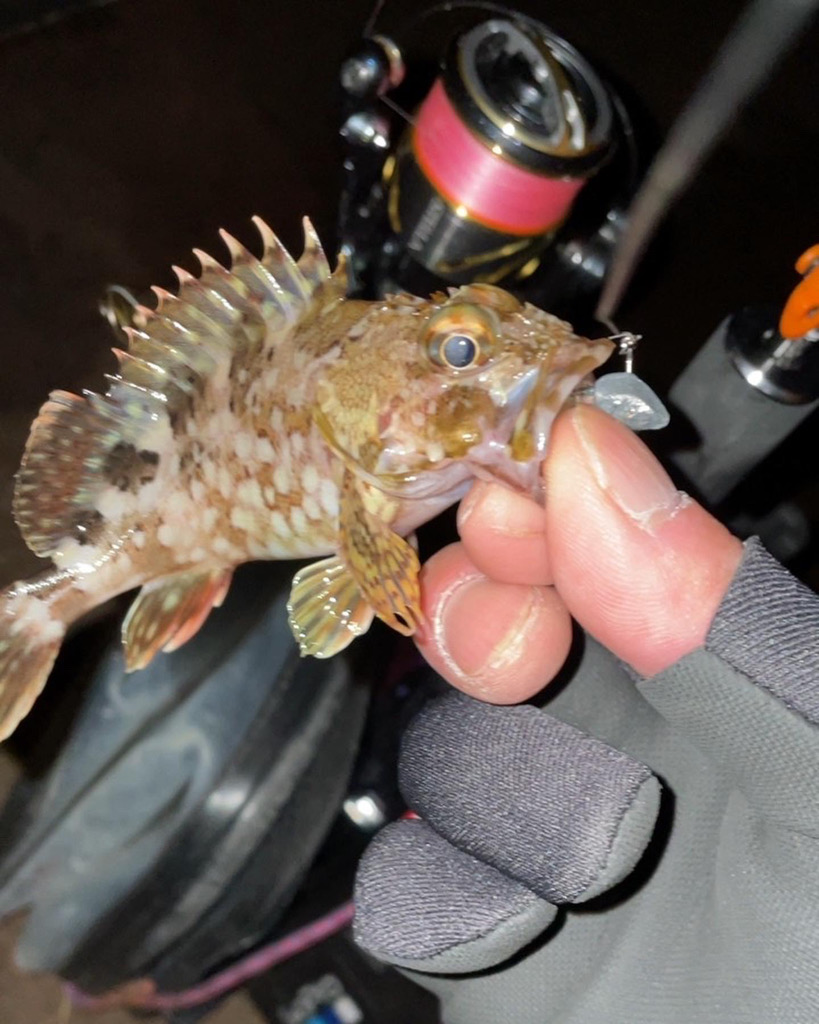 アジングしてると…