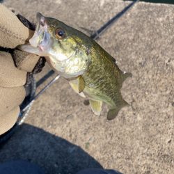 琵琶湖有数の越冬エリア