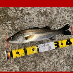 連続の釣り上げ