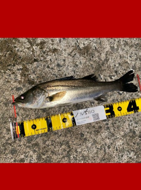 連続の釣り上げ