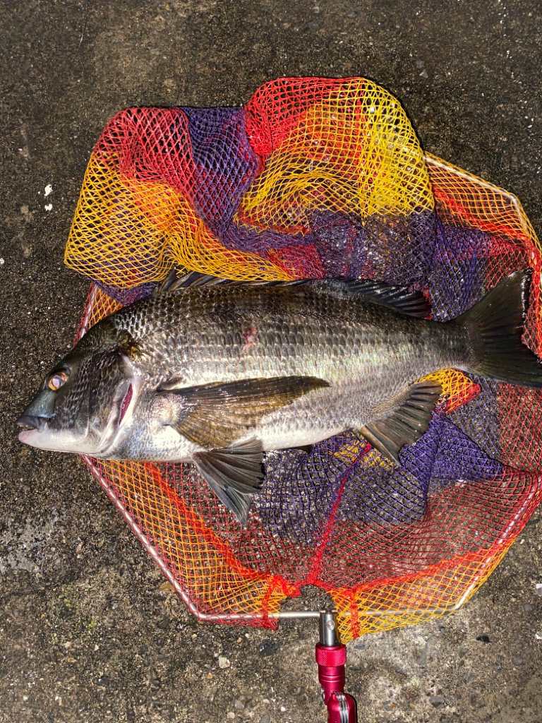 ヘチってきました