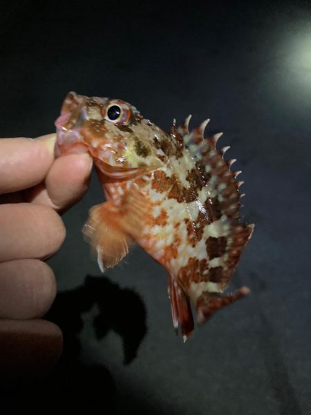 ライトゲーム初釣行