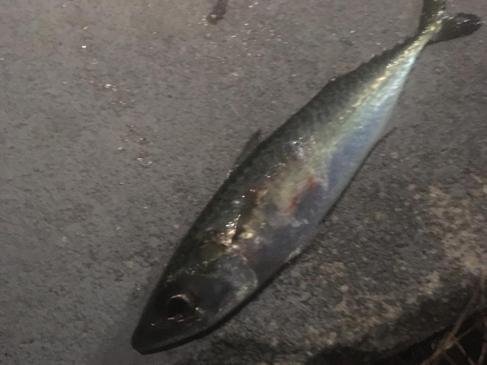 まさかの大サバ