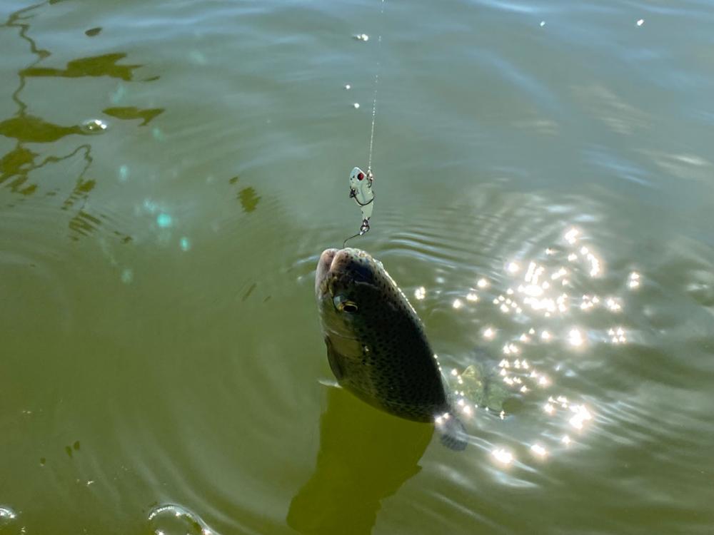 エリアトラウト　かめプー