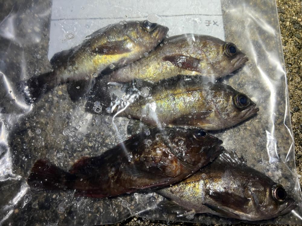 メバルを探して三千里Vel.1