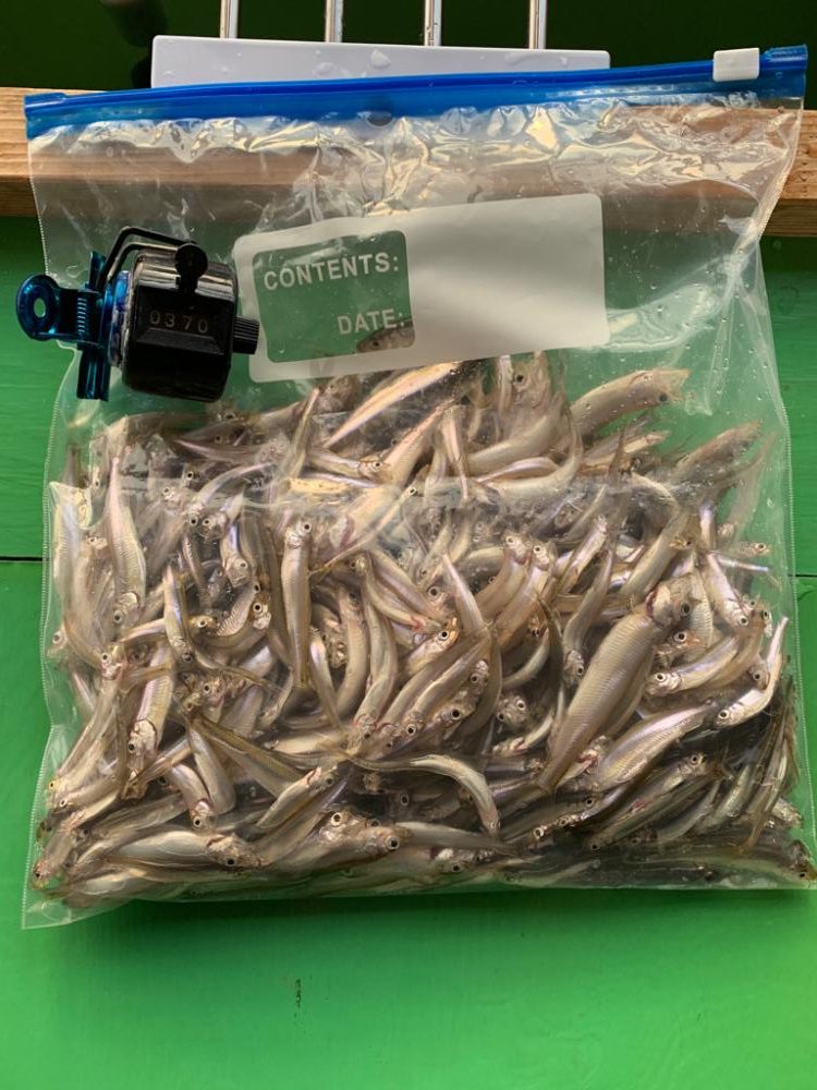 花山湖ワカサギ釣行