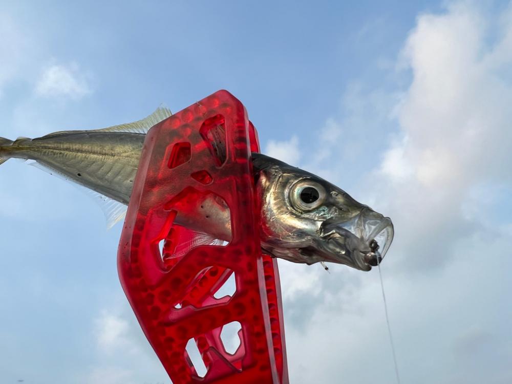 鯵を探して三千里Vel.22