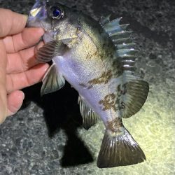 メバル連発