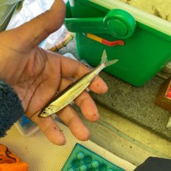 ワカサギ釣り