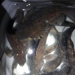 メバルプラッキング