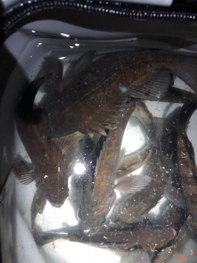 メバルプラッキング