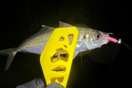 鯵を探して三千里Vel.26